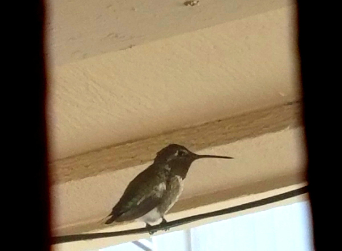 20170725 173722 1 TRAPPED HUMMER