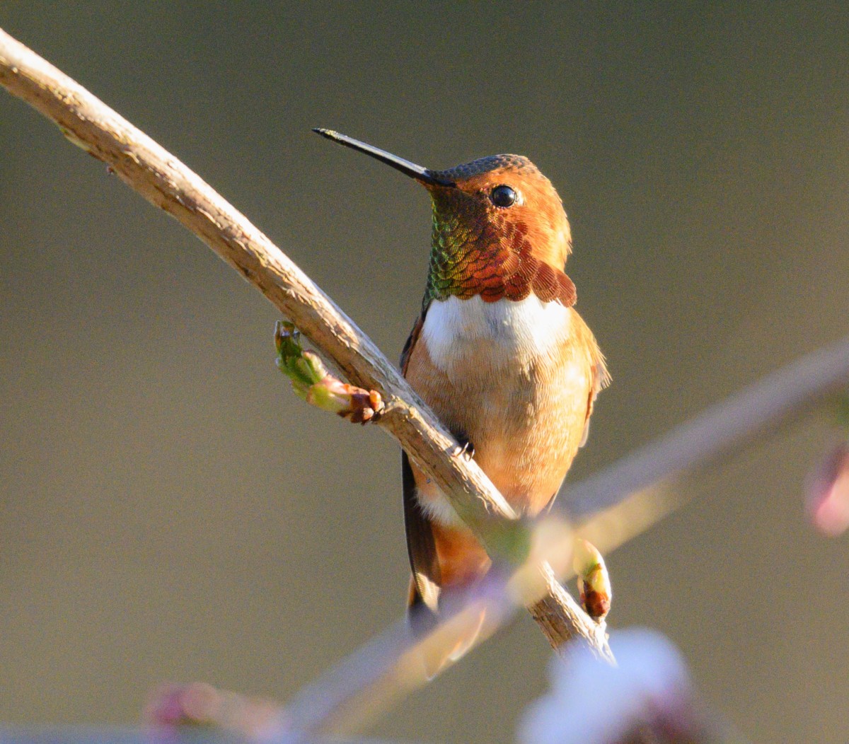 How to Help Hummingbirds in Hot Weather