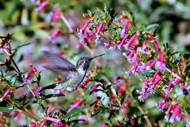 Hummingbird Diet From Nectar To Insects Hummingbird Bliss,Refinish Hardwood Floors Cost Diy