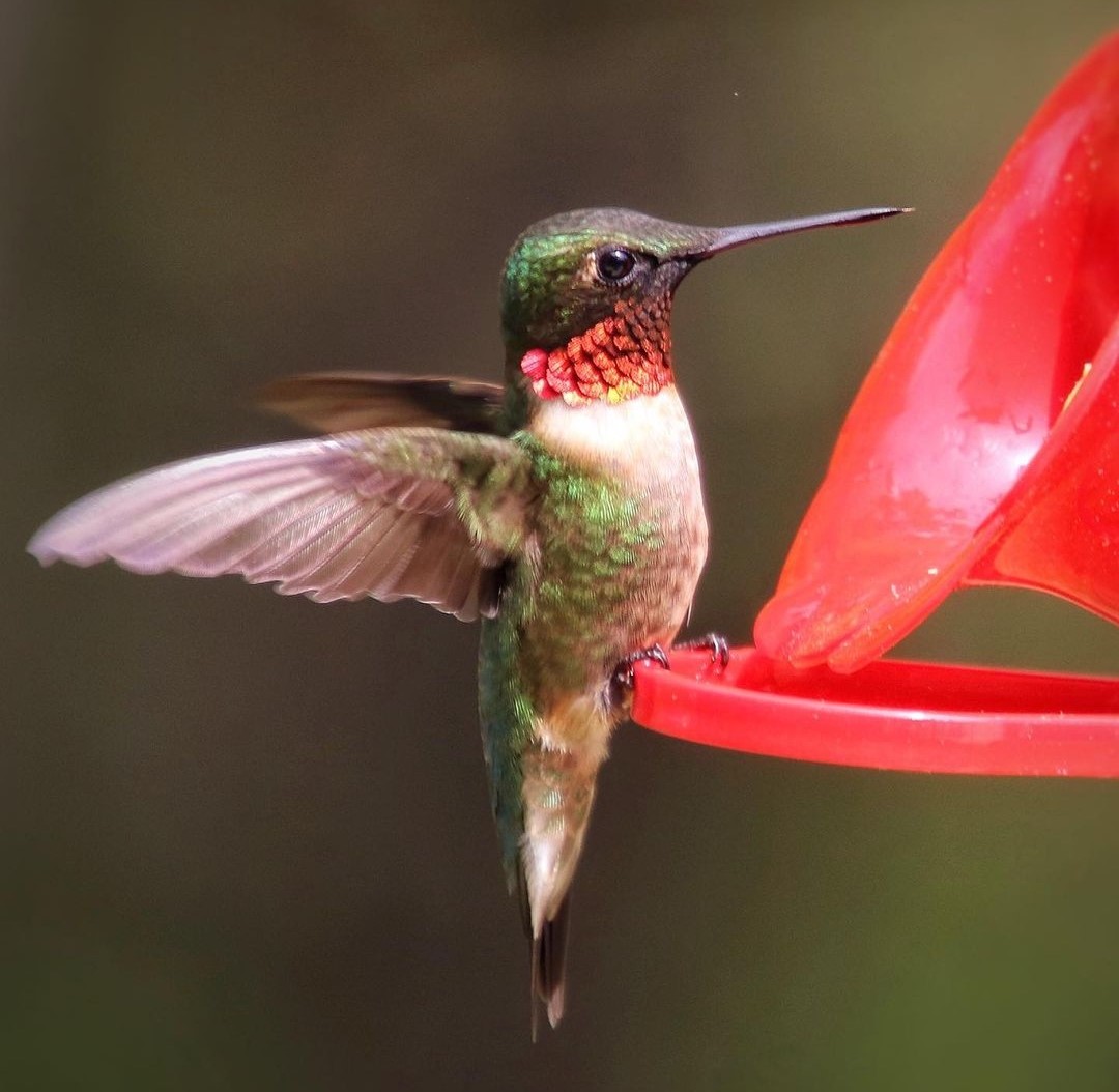 11 Hummingbirds Found in Missouri: (Pictures and Sounds)