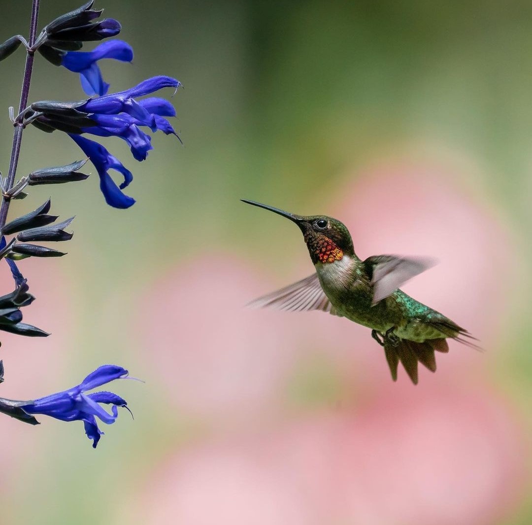 8 Hummingbirds Found in Virginia: (Pictures and Sounds)