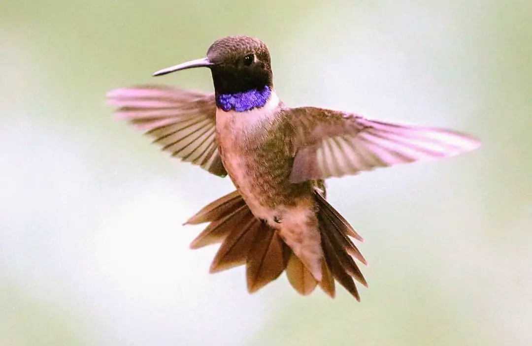 Hummingbird Migration in Utah