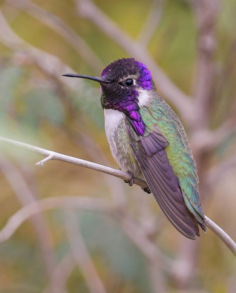 9 Hummingbirds Found in Nevada: (Pictures and Sounds)