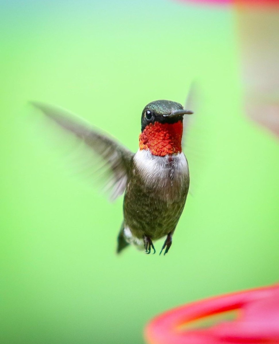 Hummingbird Migration in Alabama